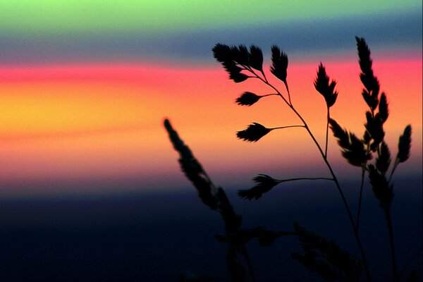 Cielo e gambo infinitamente belli