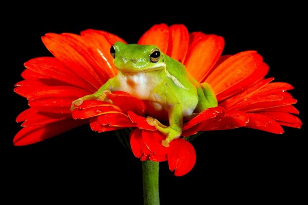 A frog sits on a gerbera flower