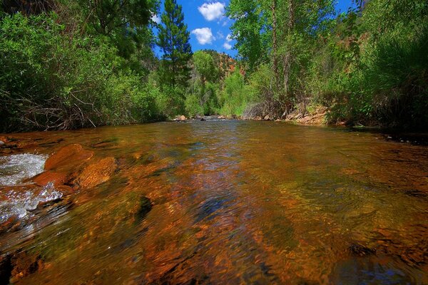 Paesaggio paradisiaco di foresta europea e stagno