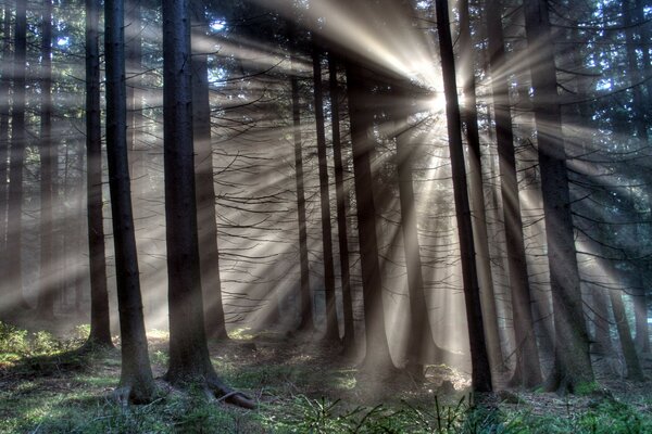 Blossoming in the forest the rays of the sun break through the trees