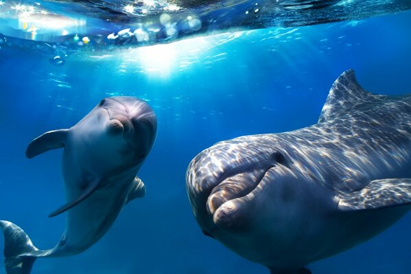 Pareja de delfines en agua de mar