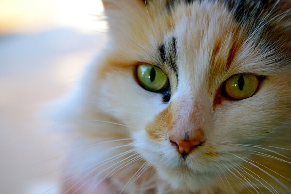 A ginger cat with green eyes