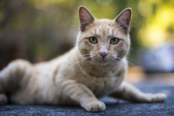 Eine helle Katze schaut in die Kamera