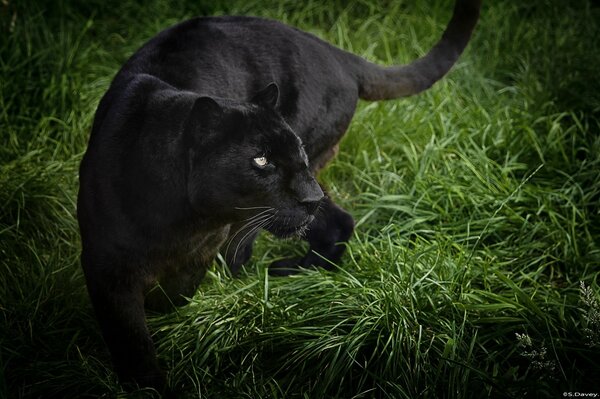 Panthère noire sur l herbe verte