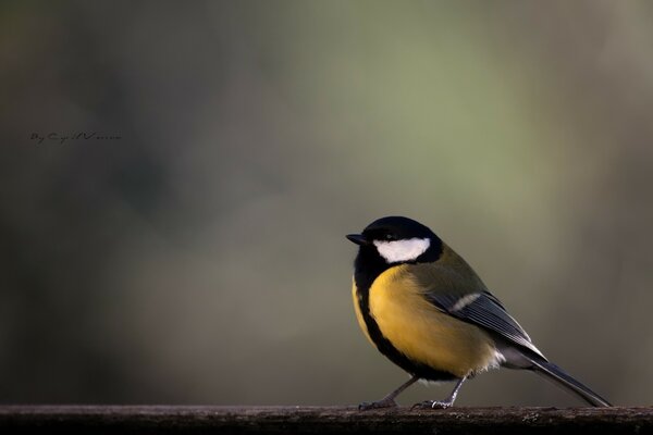 Hermoso pájaro amarillo en una rama