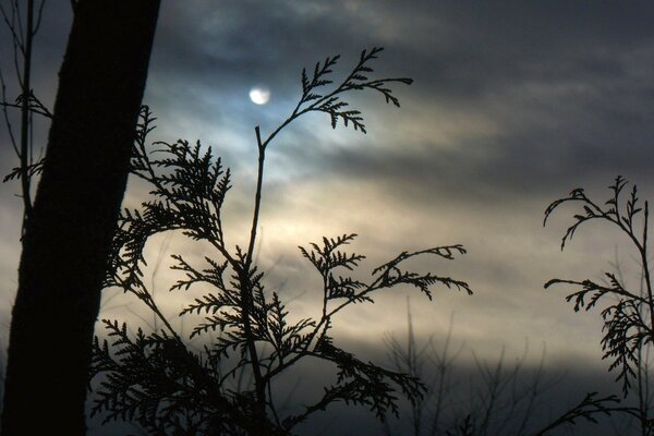 The moon shines through the gray sky