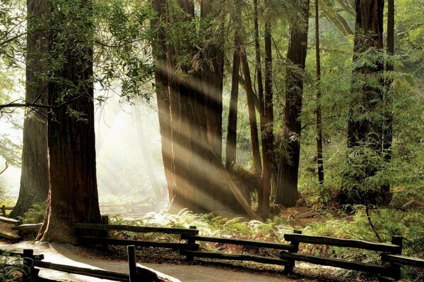 Forest sunny path. the rays of the sun in the forest