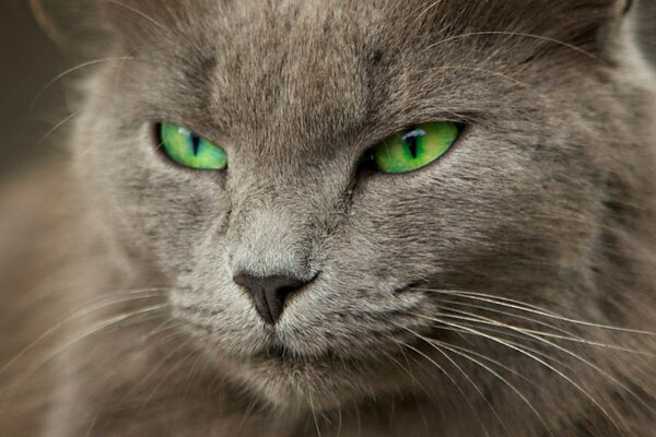 Green eyes of a beautiful smoky cat