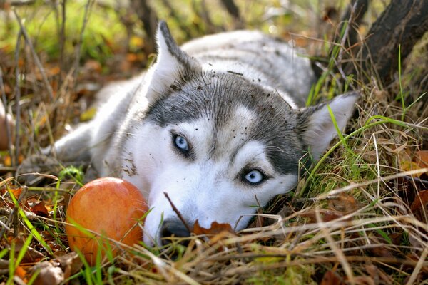 Schöner Husky im Herbstwald mit traurigen Augen