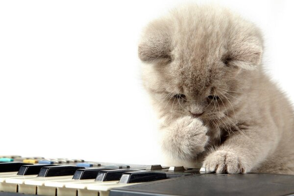 Photo of a cute kitten on a synthesizer