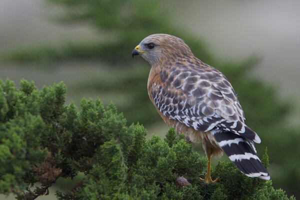 A hawk is sitting on a fluffy tree branch