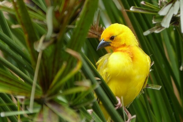 Pájaro buscando una hoja de hierba