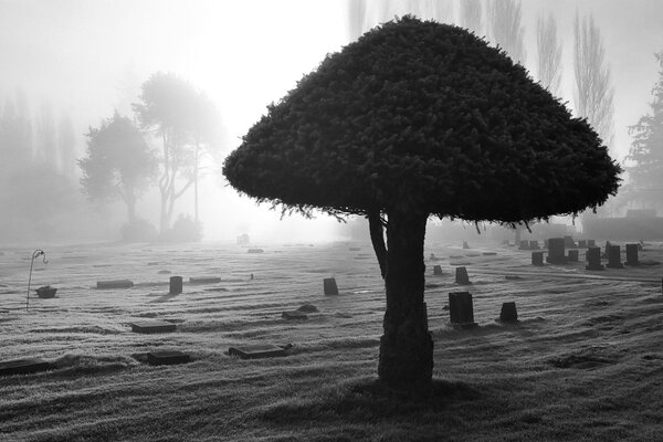 Naturaleza después de la intervención humana-árbol-hongo