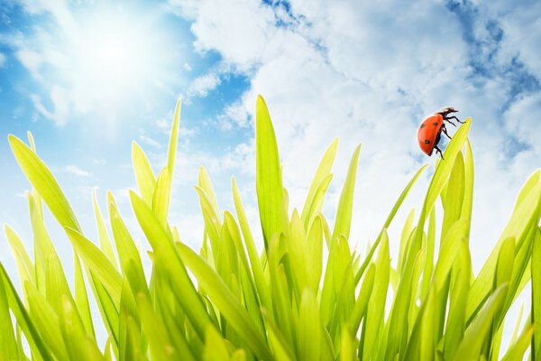 El verano está en pleno apogeo : la mariquita se arrastra sobre la hierba