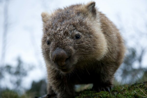 Vista di piccoli animali con denti