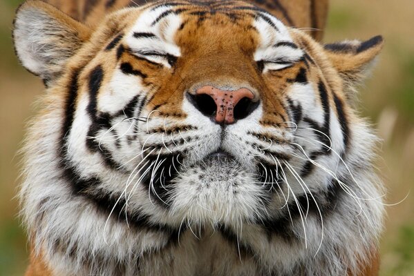 Der Tiger hat sich verzogen. Höhlenroter Raubtier