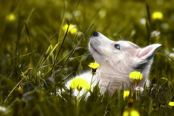 Husky resting on the grass among the flowers