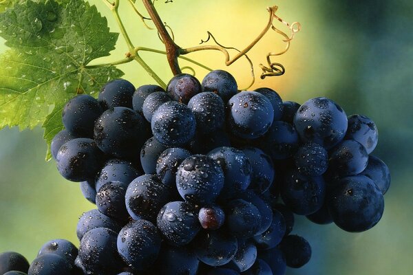 A bunch of grapes covered with raindrops