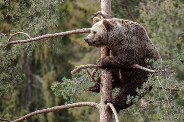 Braunbär kletterte auf Kiefer