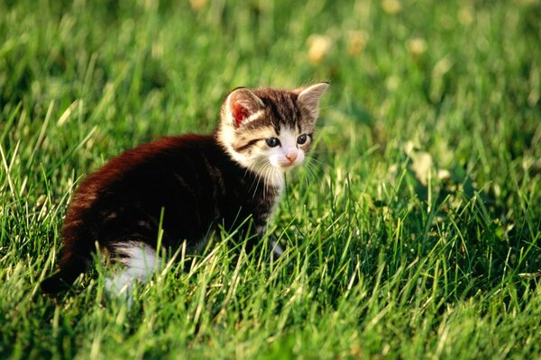 A kitten walking on the green grass