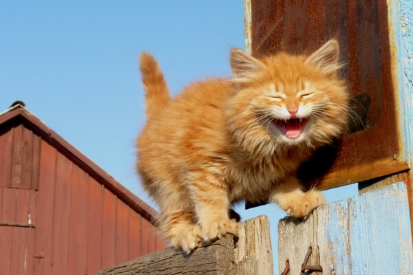 Gatito rojo gritando en la cerca