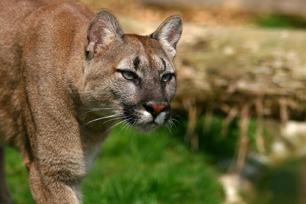 Wilder puma, der auf seine beute Ausschau hält