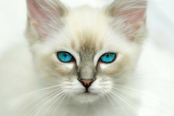 Alluring cat with blue eyes