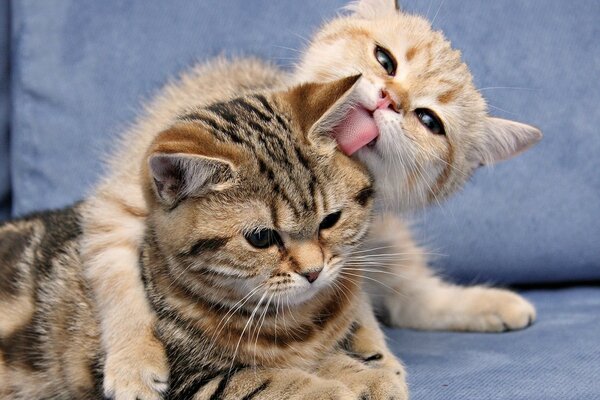 Cute kittens show tenderness to each other