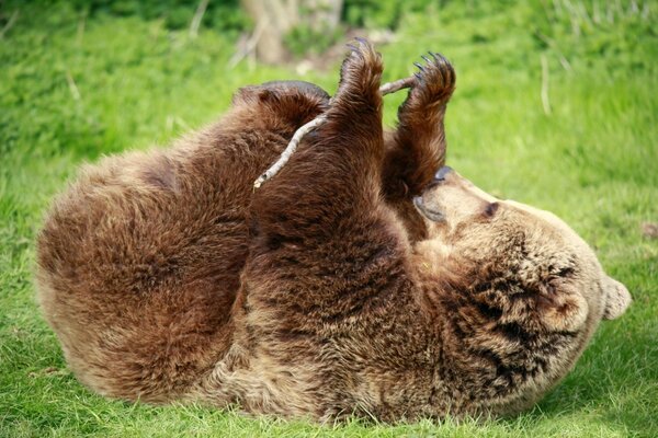 The bear is playing on the green grass