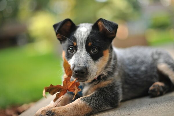 A little puppy is playing with a leaf