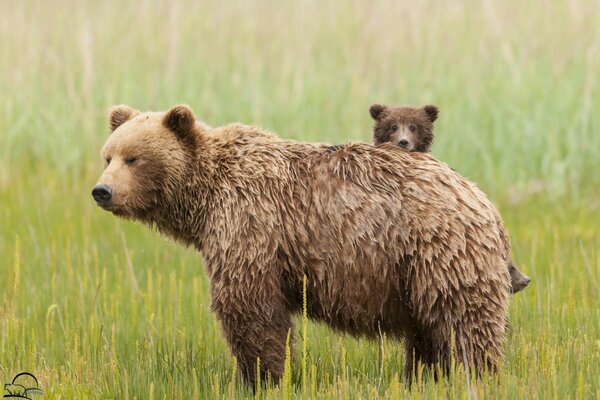 The bear and the little bear are standing in the meadow