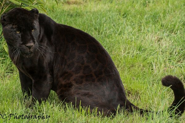 Wildkatze schwarzer Panther Jaguar auf grünem Gras