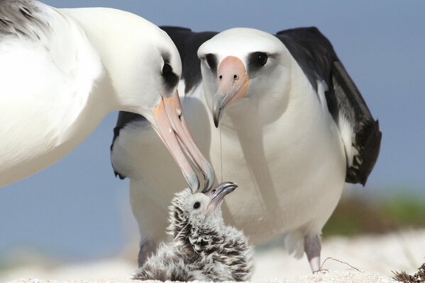 Parents of the chick , albatross birds