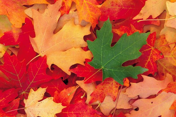 Red-yellow-green maple leaves