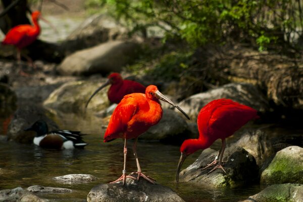 Los pájaros en las rocas beben del arroyo