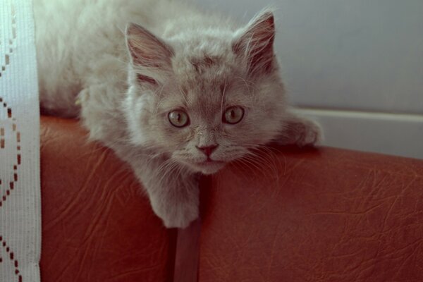 Gatto sorpreso dalla Sua attenzione