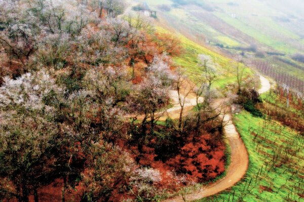 Strada tortuosa e natura primaverile