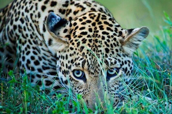 Leopardo adulto sull erba verde