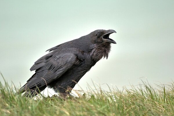 A black raven croaks against the blue sky