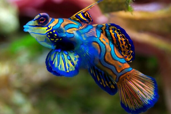 Underwater macro photo of a beautiful blue fish