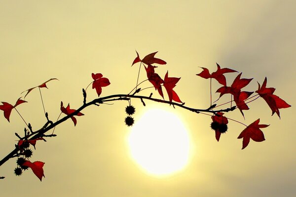 Branche avec des feuilles au soleil