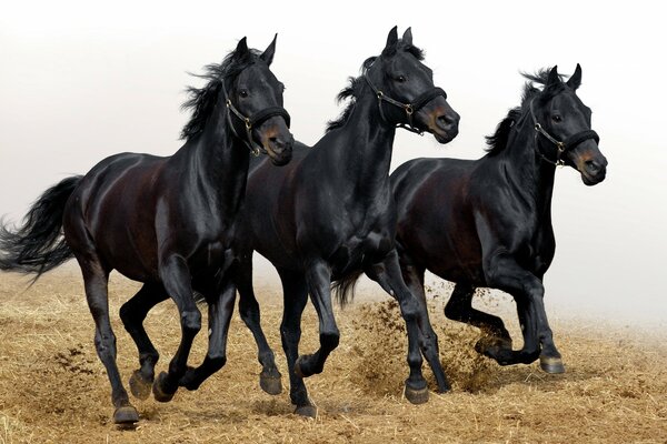 Three sleek black stallions