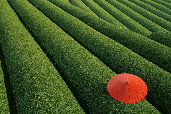 Umbrella in the middle of a field of bushes