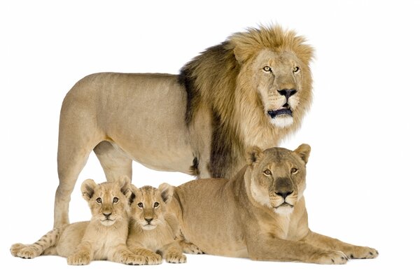 Familia de leones sobre fondo blanco