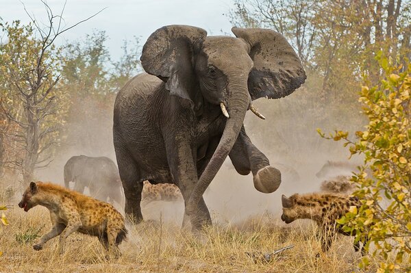 L elefante disperde le iene nella savana