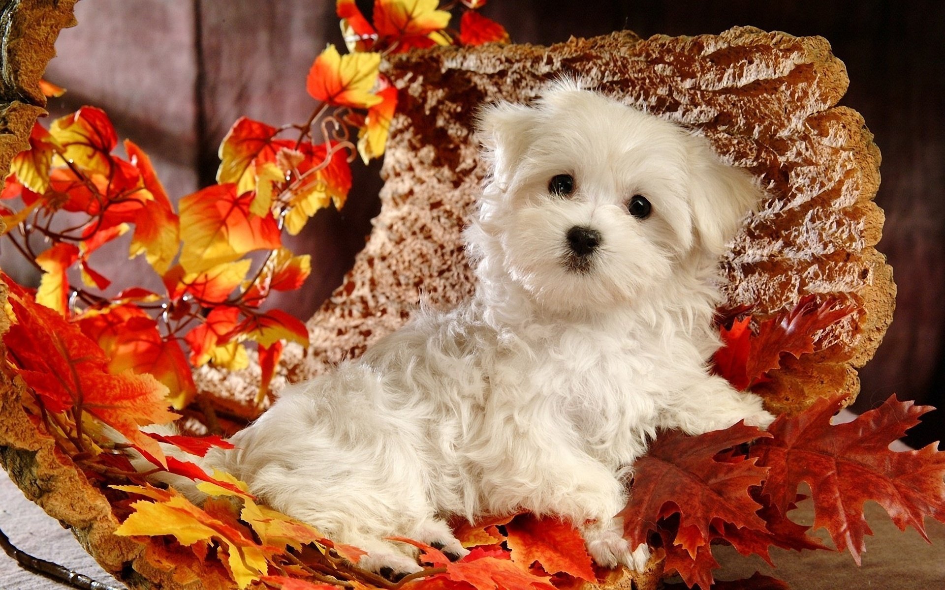 hund rinde herbst welpe weiß blätter