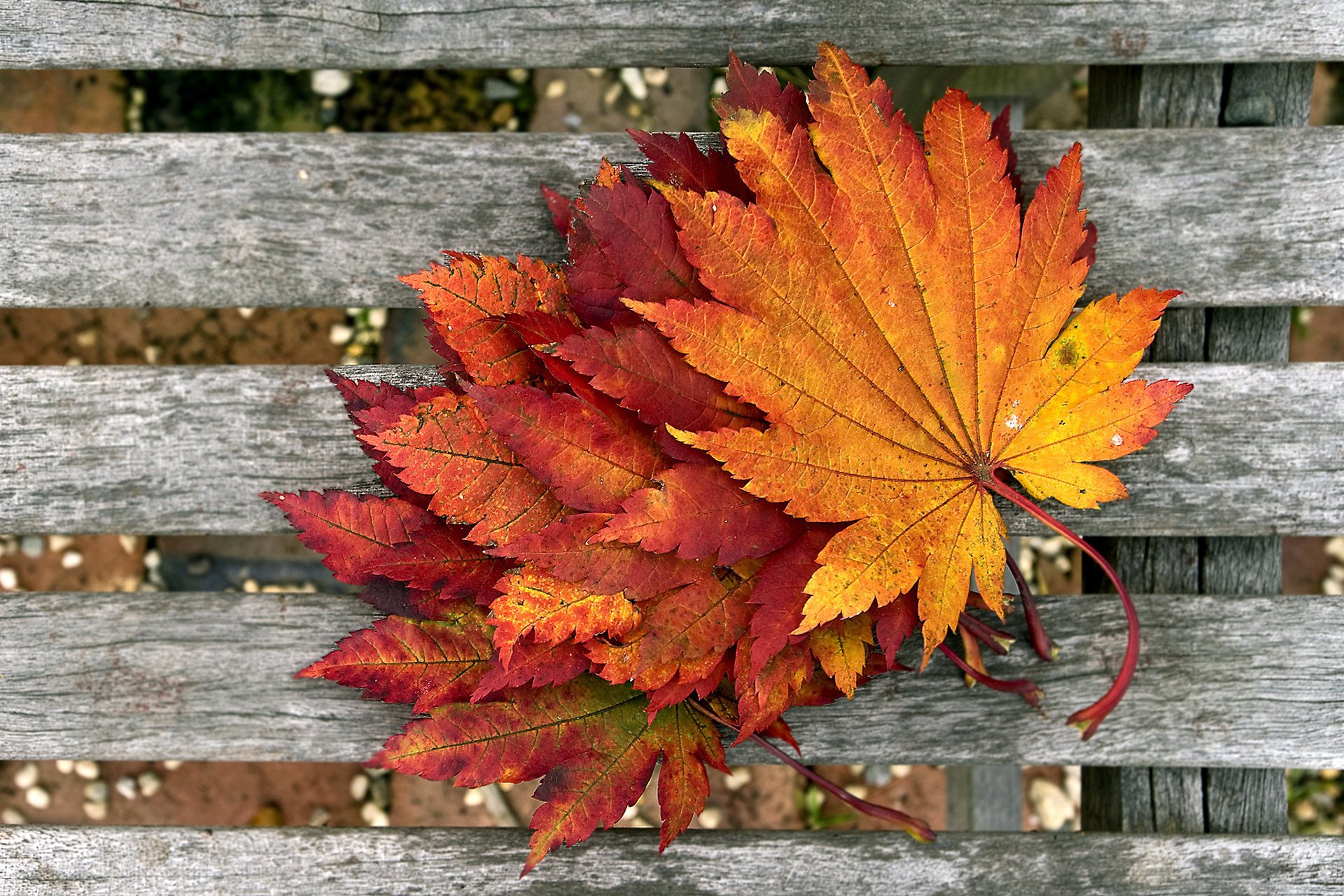 macro foliage board autumn