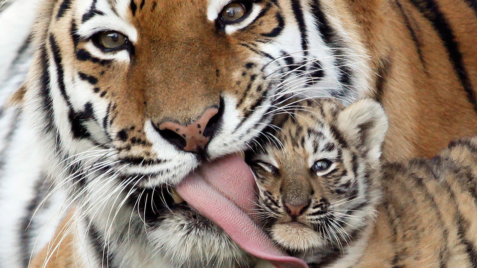 tigre comadreja cachorro de tigre cuidado lengua animales niñeras