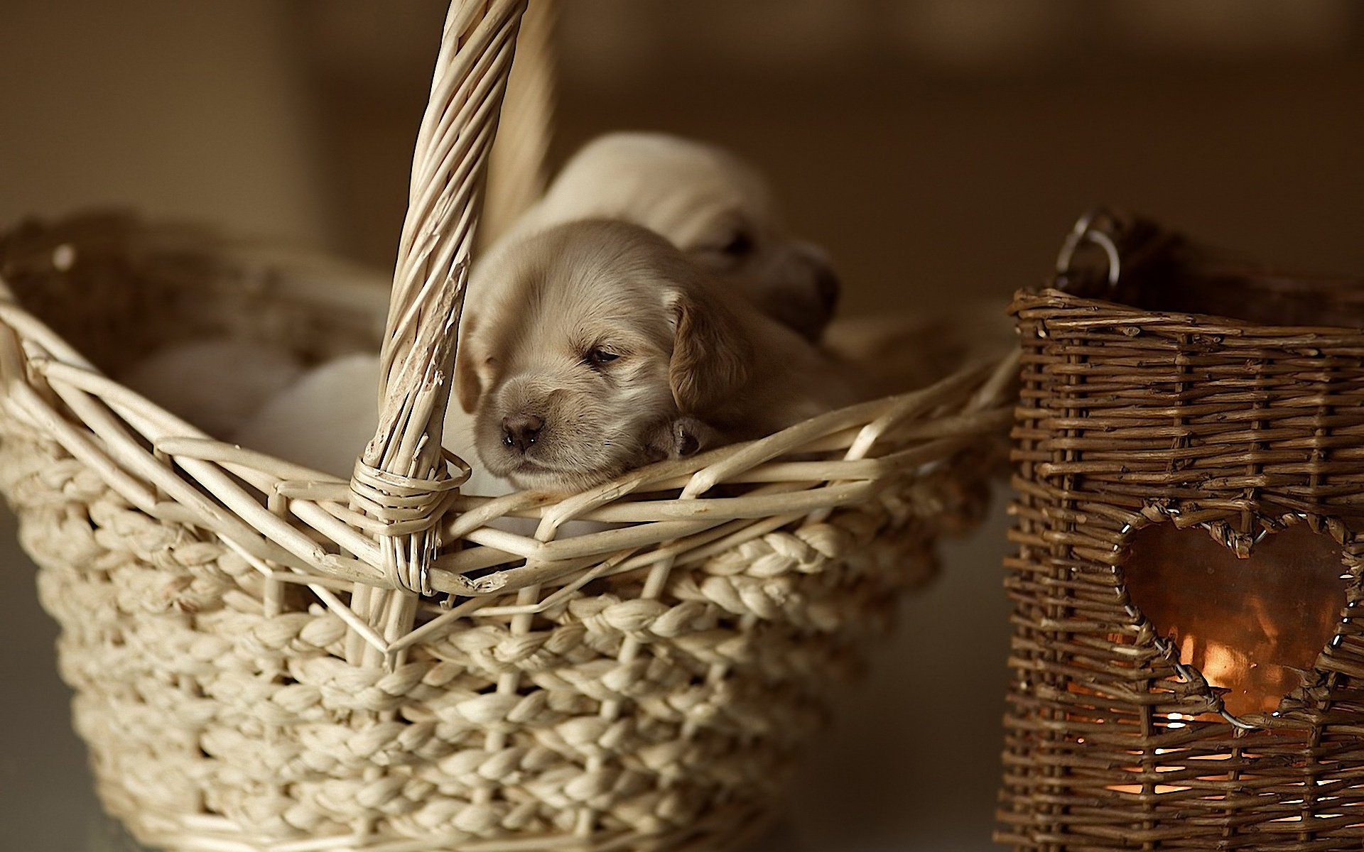 panier chiot coeur