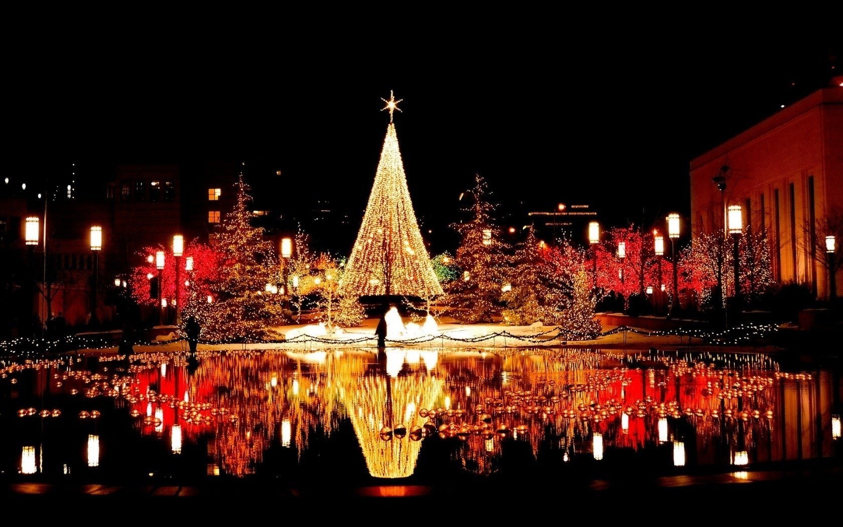 night tree reflection area garland lights the city water